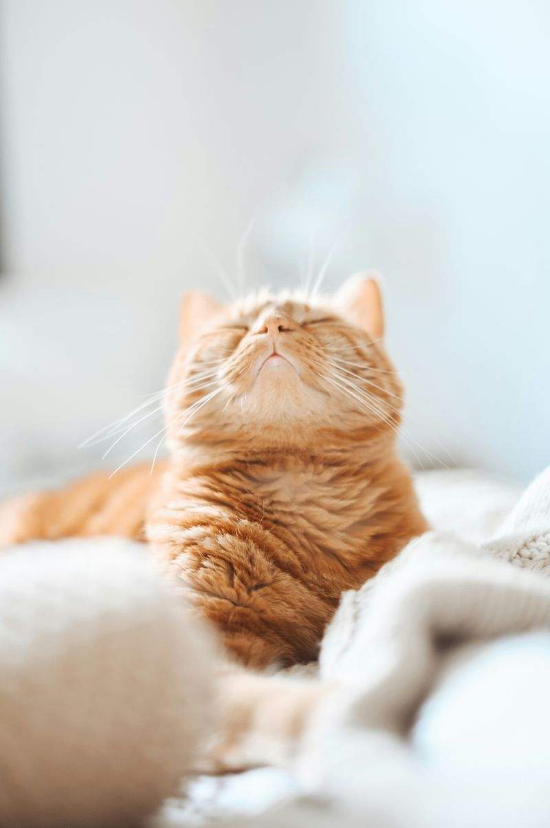 ねこみらいの日々：お客様と猫たちの小さなエピソード