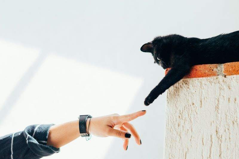 株式会社ねこみらい 1