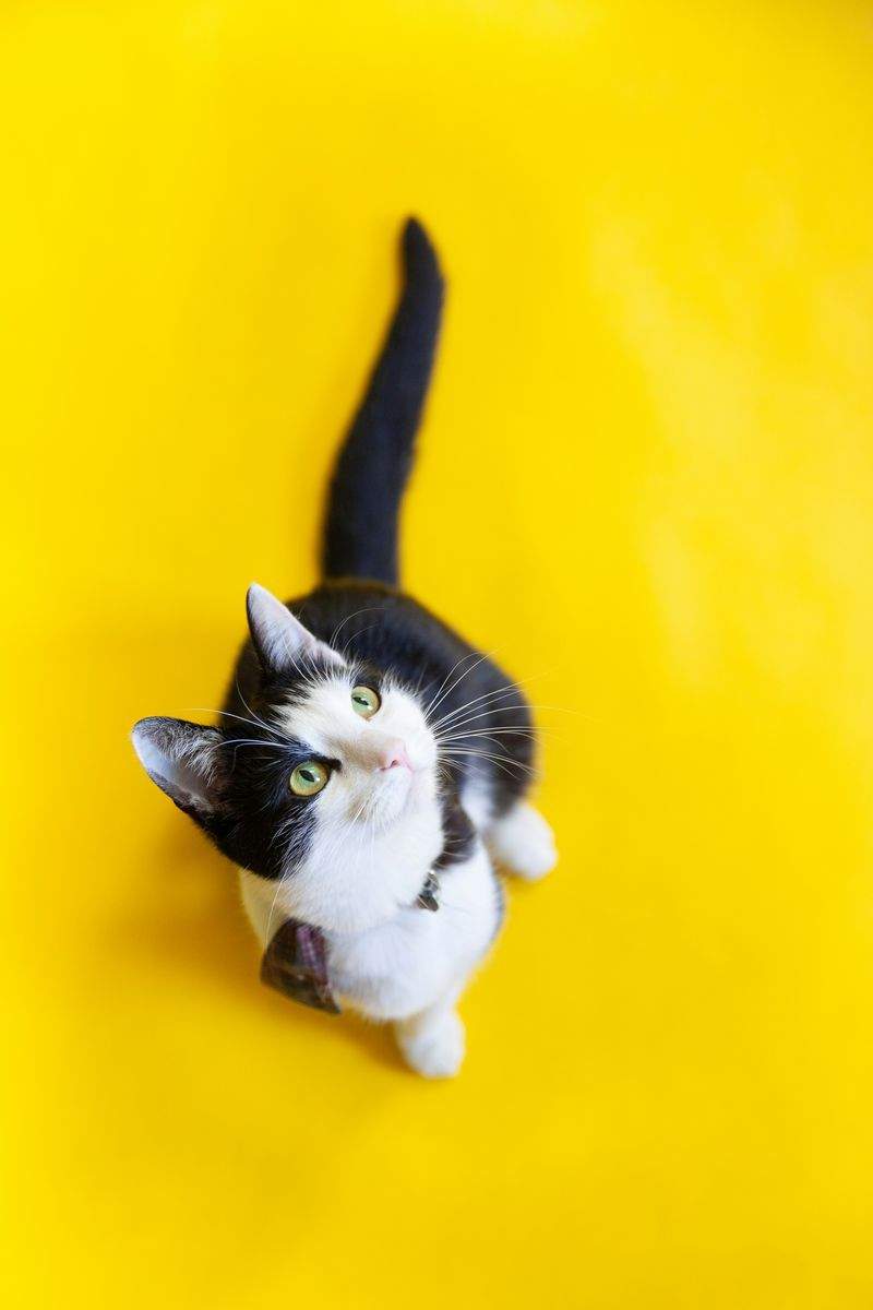 株式会社ねこみらい 15