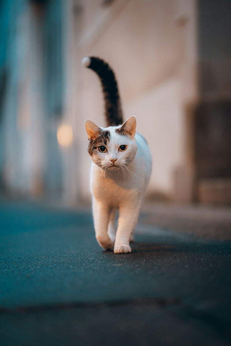 株式会社ねこみらい 4