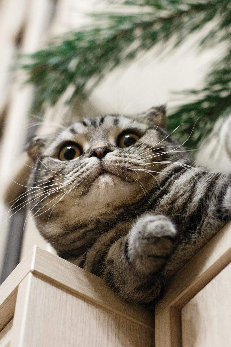 株式会社ねこみらい 7